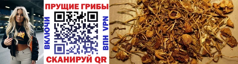 omg ТОР  дарнет шоп  Фокино  Галлюциногенные грибы прущие грибы 